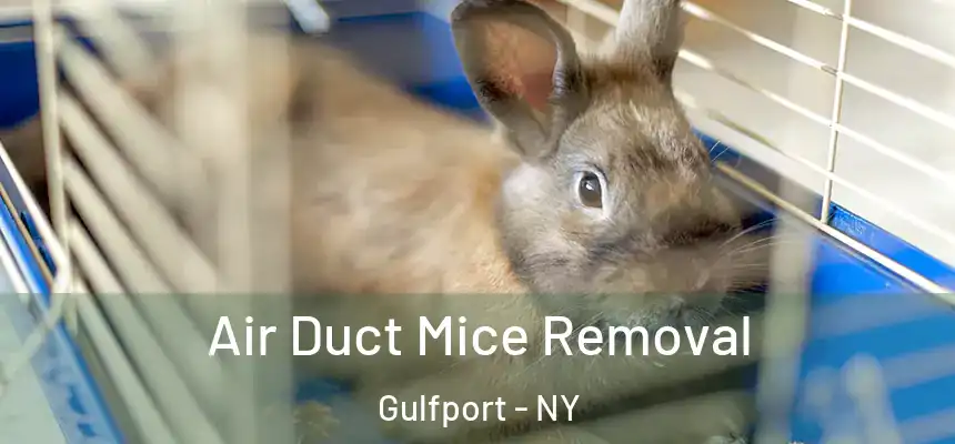  Air Duct Mice Removal Gulfport - NY