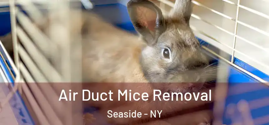  Air Duct Mice Removal Seaside - NY