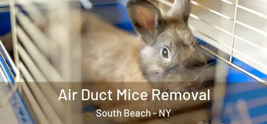  Air Duct Mice Removal South Beach - NY