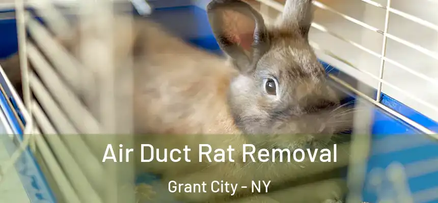 Air Duct Rat Removal Grant City - NY