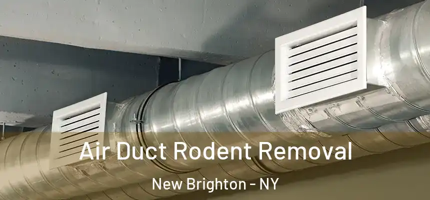 Air Duct Rodent Removal New Brighton - NY
