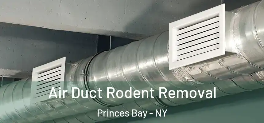 Air Duct Rodent Removal Princes Bay - NY