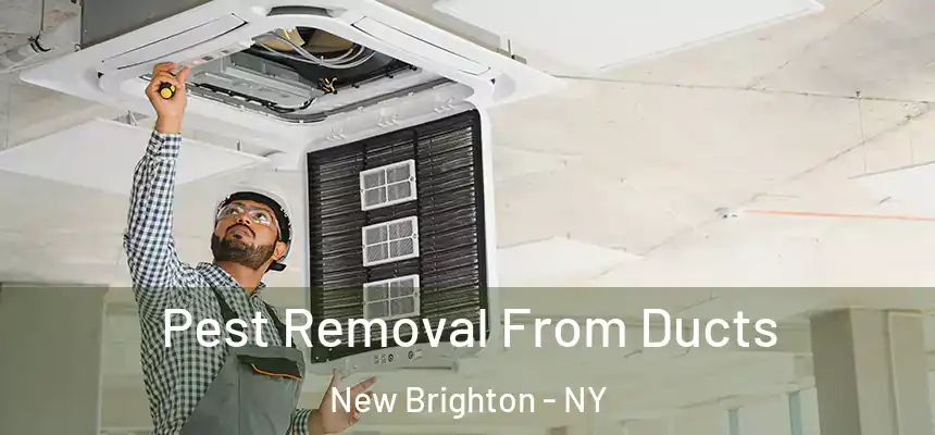 Pest Removal From Ducts New Brighton - NY
