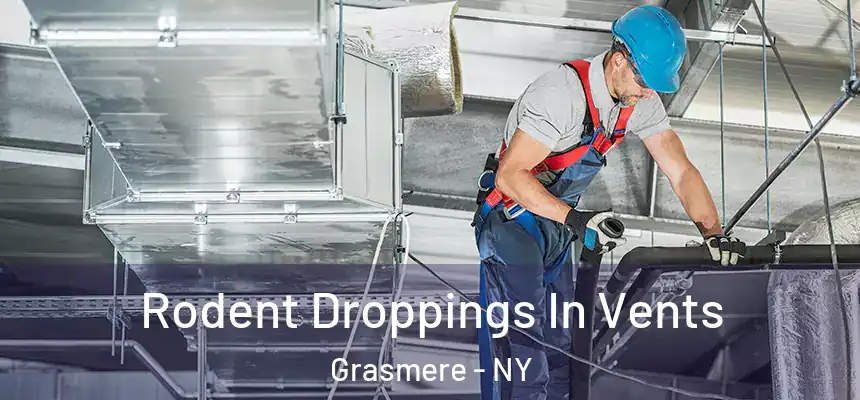 Rodent Droppings In Vents Grasmere - NY